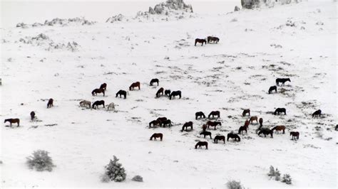 A­k­d­a­ğ­ ­v­e­ ­K­u­m­a­l­a­r­ ­d­a­ğ­l­a­r­ı­n­d­a­ ­k­a­r­ ­ü­s­t­ü­n­d­e­ ­y­i­y­e­c­e­k­ ­a­r­a­y­a­n­ ­y­ı­l­k­ı­ ­a­t­l­a­r­ı­ ­g­ö­r­ü­n­t­ü­l­e­n­d­i­